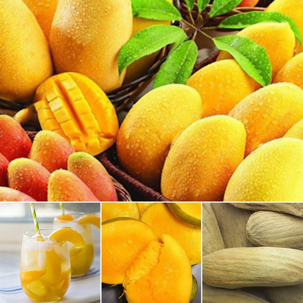 Plant Seeds for Planting 2 Pcs/Pack Mini Mango Tree Rare Seeds Fruits Plants Bonsai Home Garden Decor