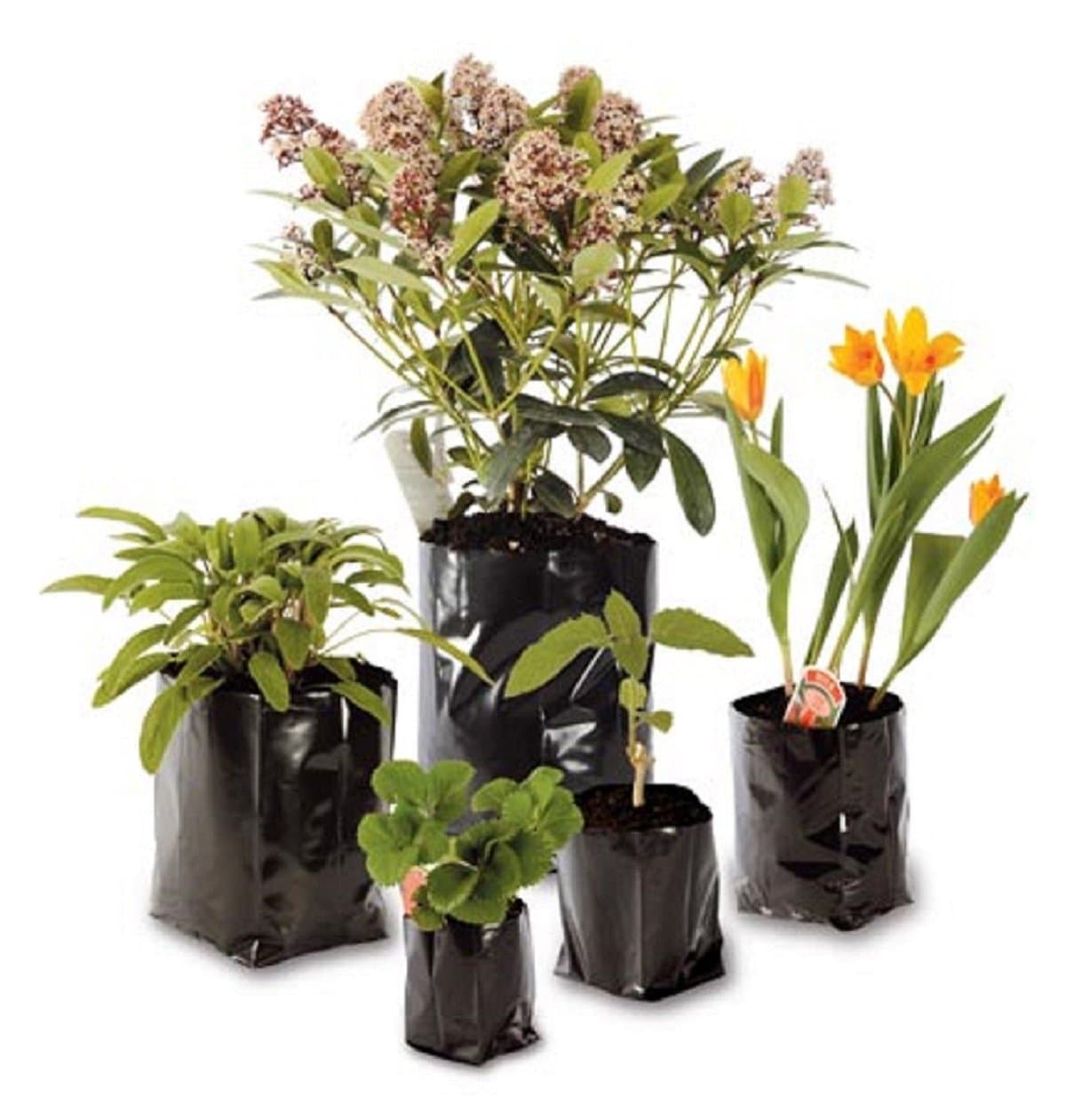100 x 1.5-litre Polypots