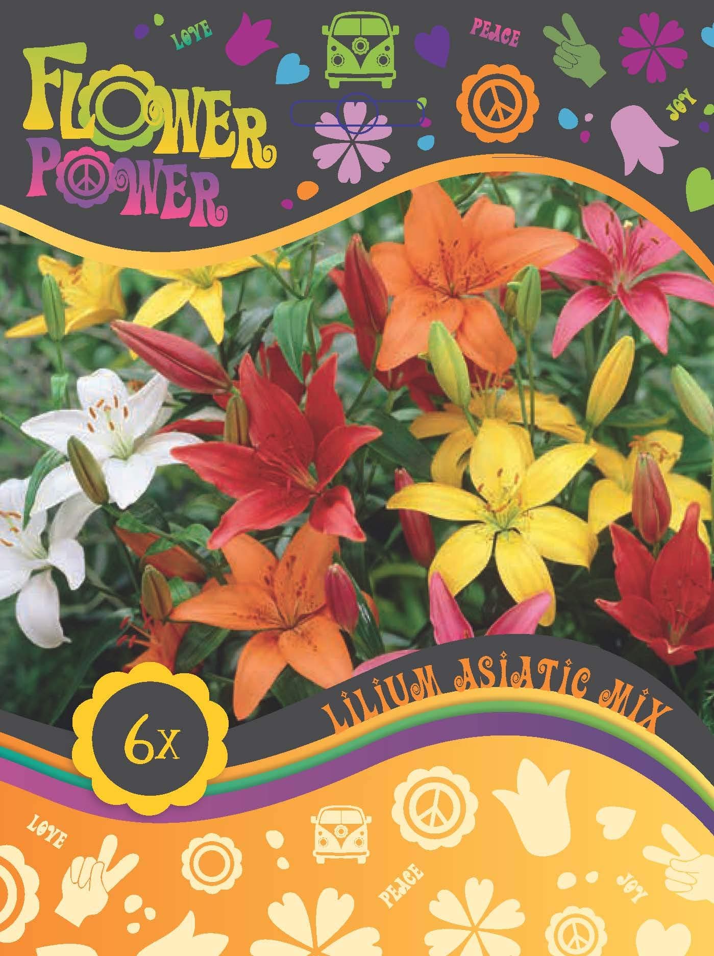 Lilies Asiatic Mixed (6 Bulbs)