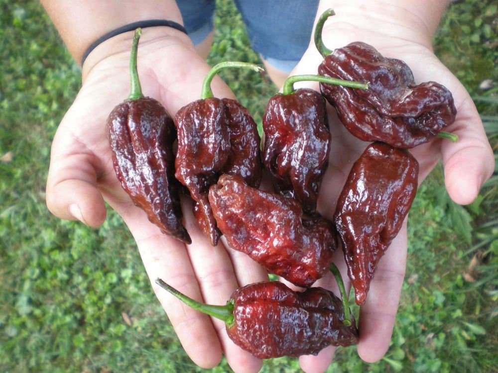 10 Seeds - CHOCOLATE BHUTLAH