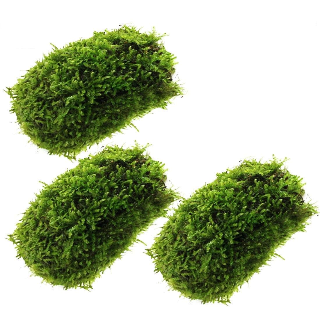 Luffy 3 Pcs. Coco Mini Moss, Hiding & Breeding Spot for Fry & Shrimps, Aquatic Play Toy, Fish Moves Around or Swim Under, Builds a Beautiful Aquascape, Easy Care, Hardy, and Long-Lasting Plan