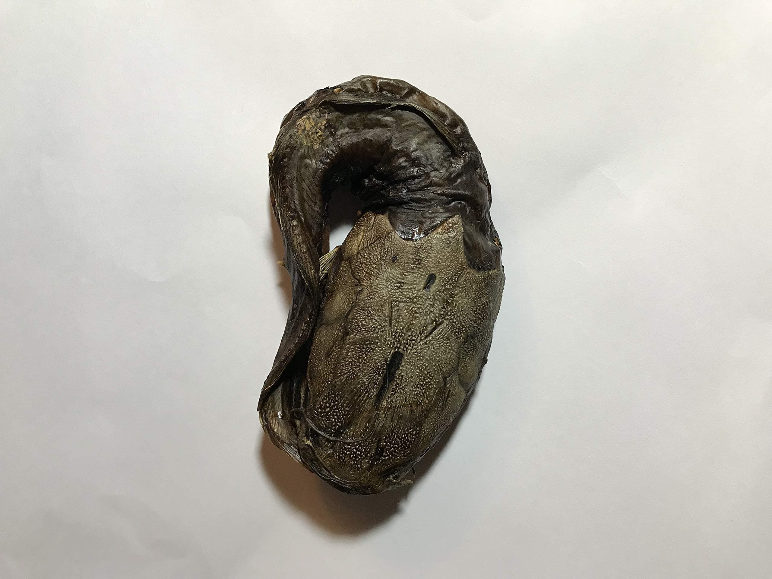 African Dried Whole Coiled Smoked Catfish (Medium)