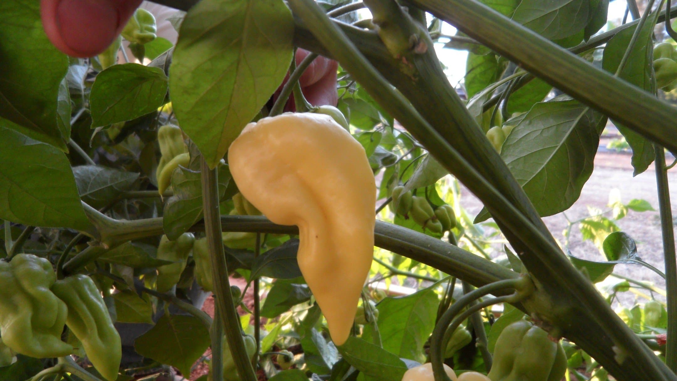 White Bhut Jolokia 10+ Seeds