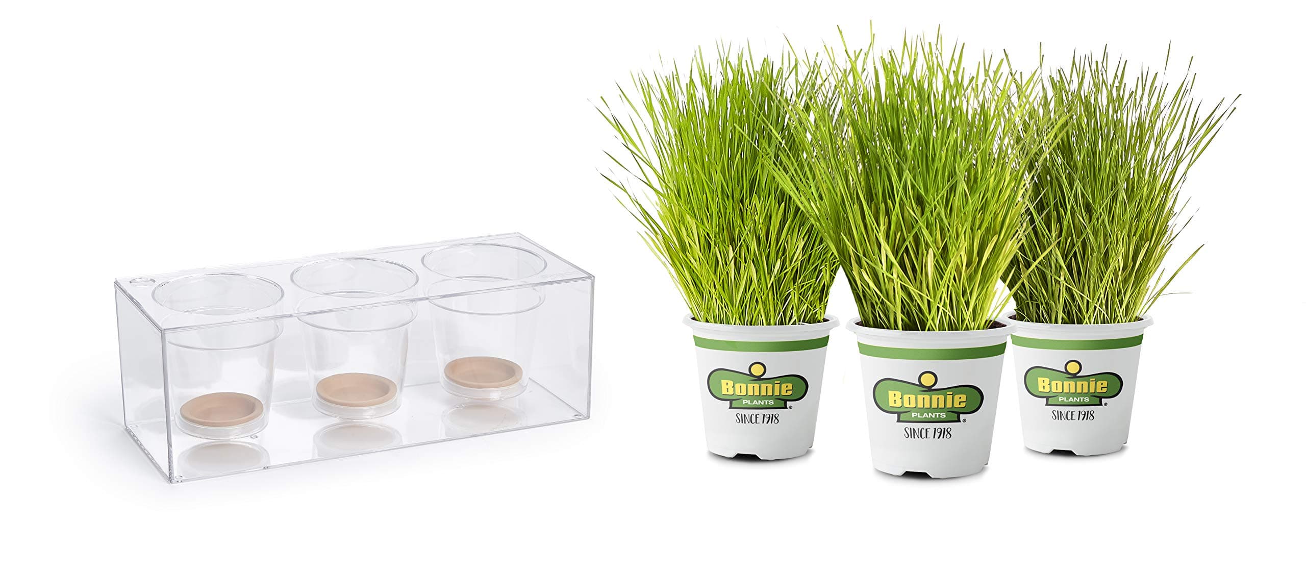 Bonnie Plants Clear Planter & Indoor Pet Grass 3 Pack | Self Watering Pot | Intermediate Wheatgrass | Great for Dogs & Cats