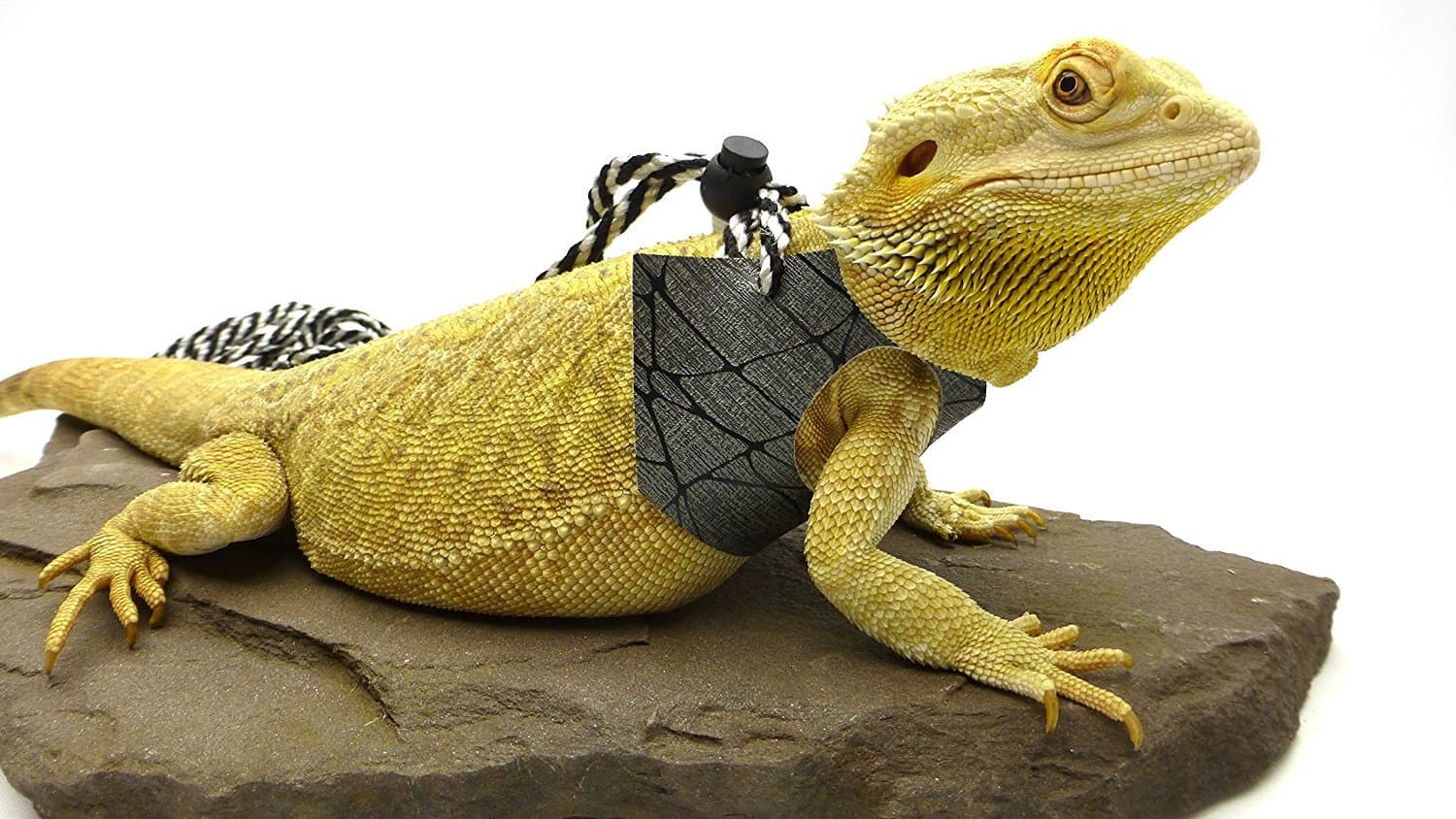 Ogle Lizard Leash, Limited Edition Black Web