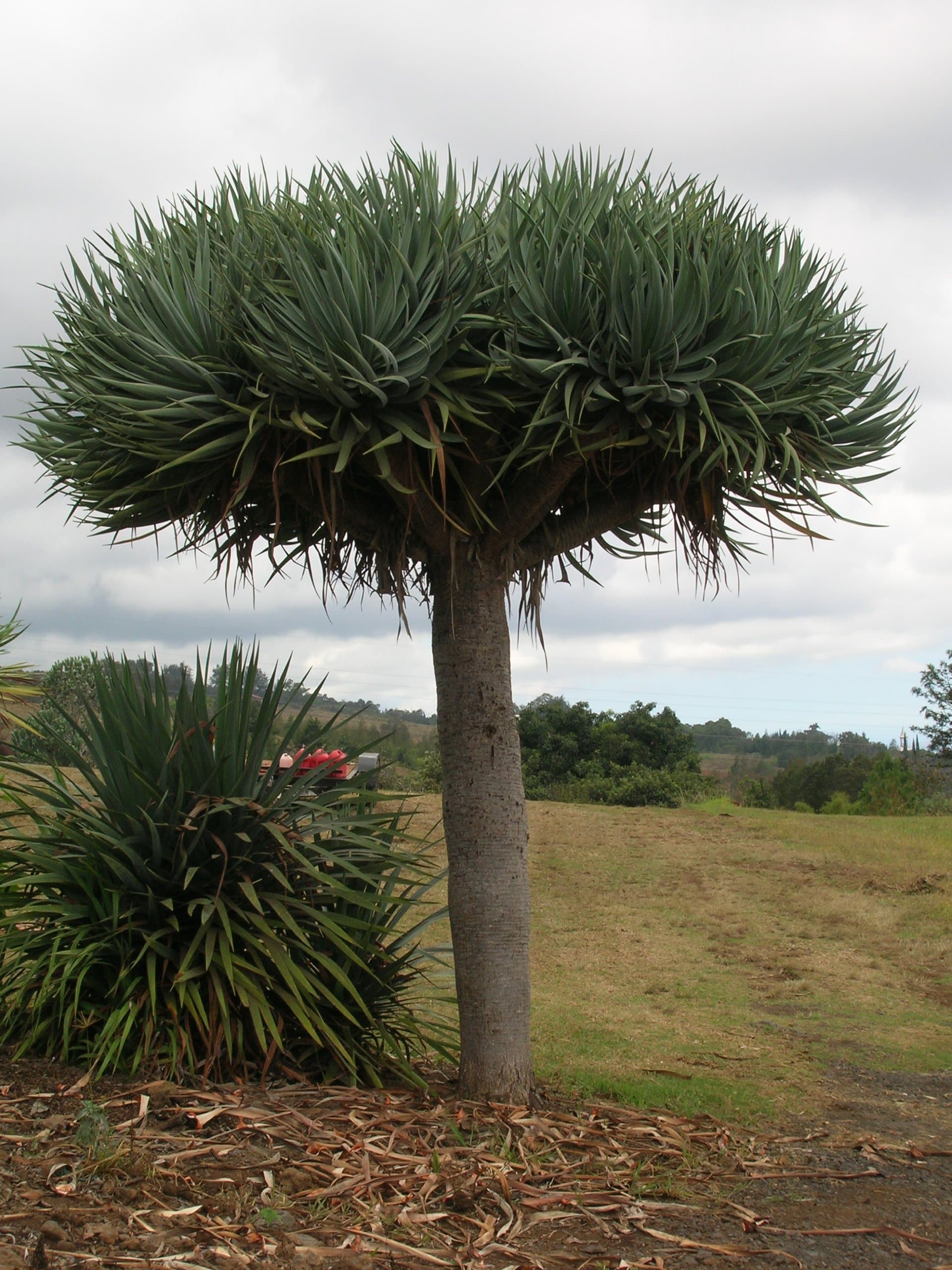 DRACAENA draco,Dragon tree, 8 seeds