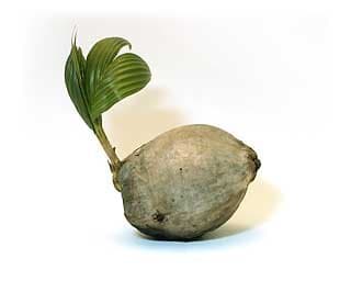 Sprouted Coconut Palm Tree Plant