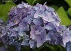 (1 Gallon) David Ramsey Hydrangea or Big Leaf Hydrangea Produces Pink or Blue mop Head Blooms June to October