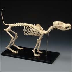 Canine (Dog) Complete Skeleton, Standard Size