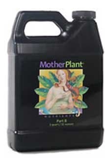 Mother Plant B Qt.