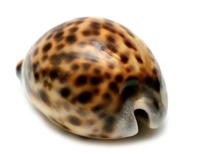 Tiger Cowrie Seashells 3-4" - Pair