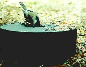 Maxpower Wild Bird Standard Solar Sipper