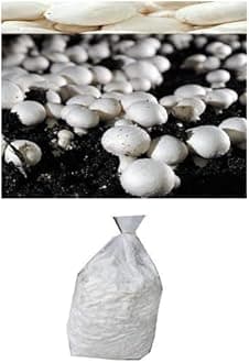 BM MUSHROOMS Button Mushroom Spawn | Agaricus bisporus 200 gm + 2 PP Grow Bags | First Generation