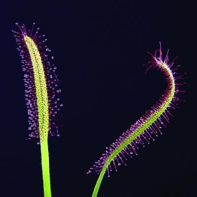 DCAP1 - Sundew - Sundew - Each