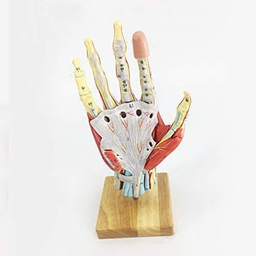 Anatomy Model, Anatomy Model, Human Hand Model, Internal Hand Structure Model, Medical Anatomical Hand Skeleton Model with Ligaments, Muscles, Nerves and Arteries, 7-Part, Life Size for Medical Demon