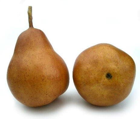 Artificial Brown Bartlett Pear, Box of 12