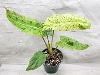 Garden Art live indoor plant (Philo Paraiso Verde)