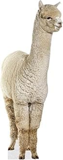 Alpaca - Life Size Cardboard Cutout Standup People with Support Standee | Animals -