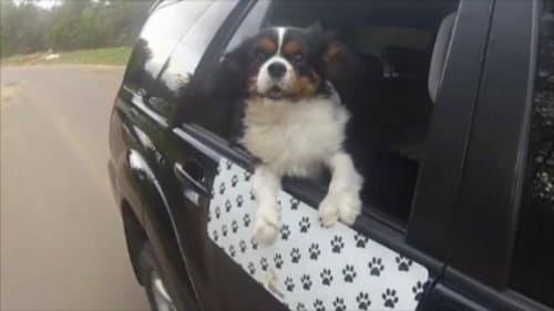 Underpaws FP-002 Faux Paw