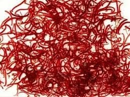 Live Bloodworm Fish Food, 100ml, Pack of 3 Treat For your Fish, Axololt, Frogs (Dispatches on Fridays, Next Day)