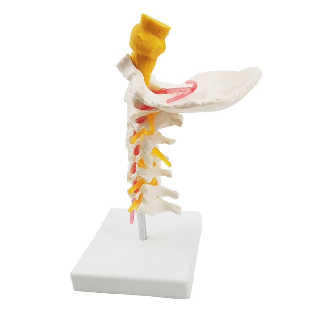 Human Cervical Spine Model 7-segment Cervical Spine Brainstem Model The Ligament Can Be Bent, Used For Medical Teaching, Model Decoration