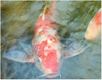 Wall Mural Wallpaper 144 x 100 inch (Width x Height) Custom Photo 3D Flooring Bedroom Waterproof PVC Floor Sticker Waterfall Stream carp Decoration Painting 3D Wall murals Wallpaper