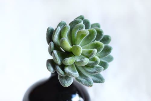 6 artificial succulent plants, Dudleya Artificial by StarPlants