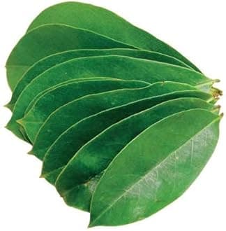 BourNeel's® Soursop 100 Green Fresh Leaves, Fresh Leaves from Our own Farms for Healthy Soursop Tea