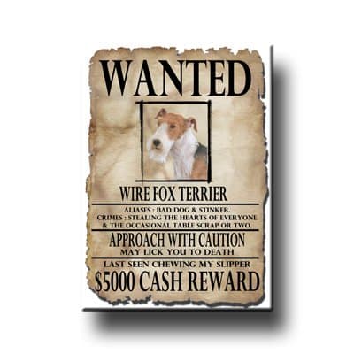 Wire Fox Terrier Wanted Fridge Magnet No 2