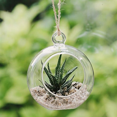 Plantpak Glass Globe Terrarium