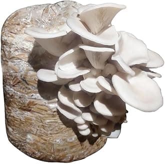 White Oyster Mushroom Spawns (300, Grams)