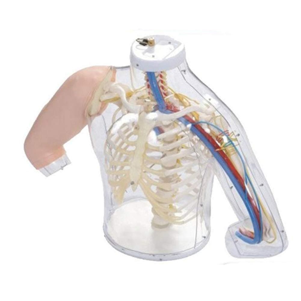 Upper arm intramuscular injection and comparison model Observe the internal nerve and blood vessel structure with detection warning system