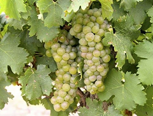 Viognier Wine Grape Vine - Plantable Year-Round!