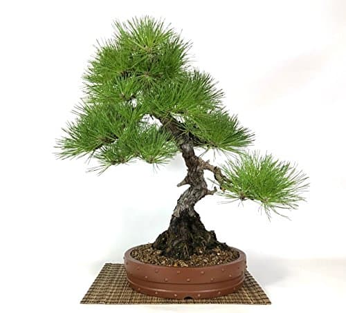 Japanese Black Pine Bonsai Tree (16)