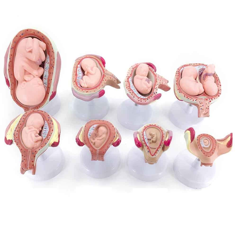 XIEJI Embryonic Development Model Fetal Model Pregnancy Process Model Embryo Fetus Uterus