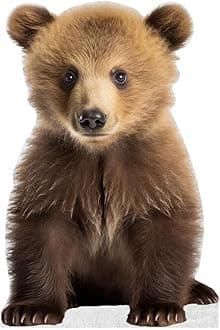 Young Bear - Life Size Cardboard Cutout Standup People with Support Standee | Animals -