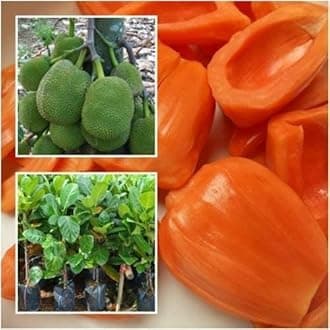 SANJU " Kāgata" ALL SEASON Variety" Hybrid 1 healthy Grafted Live Jackfruit Plant(1.5Ft Height) in nursery Grow Bag
