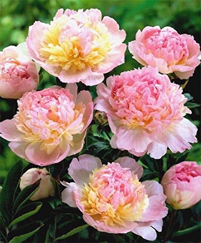 1 PEONY RASPBERRY SUNDAE ROOTSTOCK, 3 -5 Eyes, Great for Fall Planting!