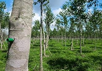 Neotea Agil | Akil kattai | Eagle Wood | Agar Wood | Aloe Wood | Aquilaria Agallocha (100g)