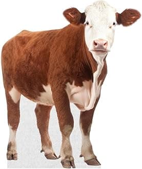 OX - Life Size Cardboard Cutout Standup People with Support Standee | Animals -