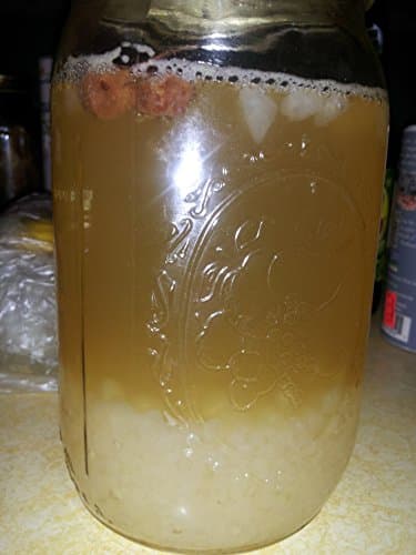 Water Kefir Grains Fresh 2 Tablespoons