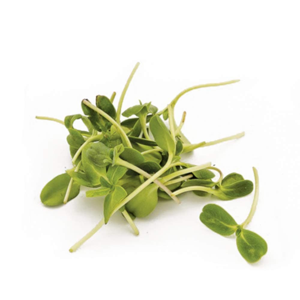 AllThatGrows Sunflower Microgreen Seeds - 100grams