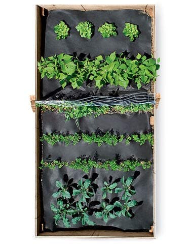 Vegetable SeedSheet, 4 x 8