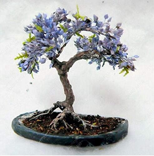20 Bonsai/Pack 100% Real Japanese Ghost Blue Maple Tree Bonsai Bonsai Acer Palmatum Atropurpureum, Bonsai Sow All Year : Brown