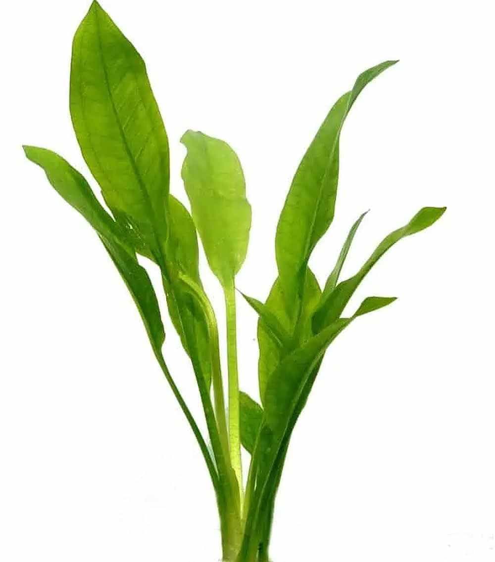 AMAZON SWORD - Echinodorus Amazonicus - Live aquarium plant