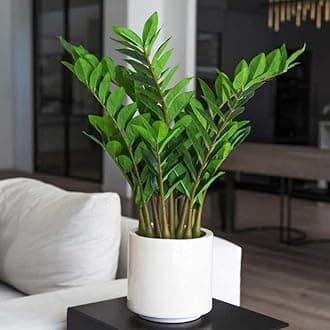 Garden Art live indoor plant (Zamia Green)
