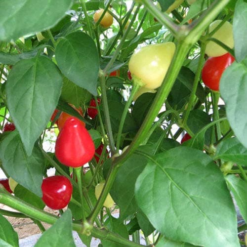 Wafer Gourmet Chilli Pepper - Spangles - 100 Seeds