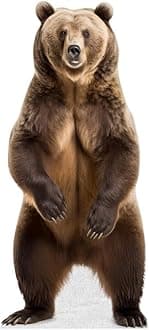 Bear - Life Size Cardboard Cutout Standup People with Support Standee | Animals -1