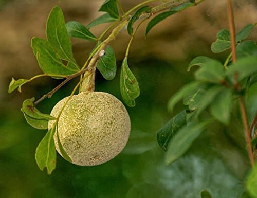 VasuWorld Wood Apple Fruit Tree Seeds