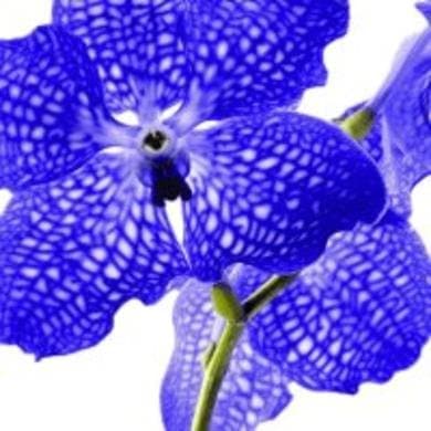 Blue Vanda Orchid Napkin
